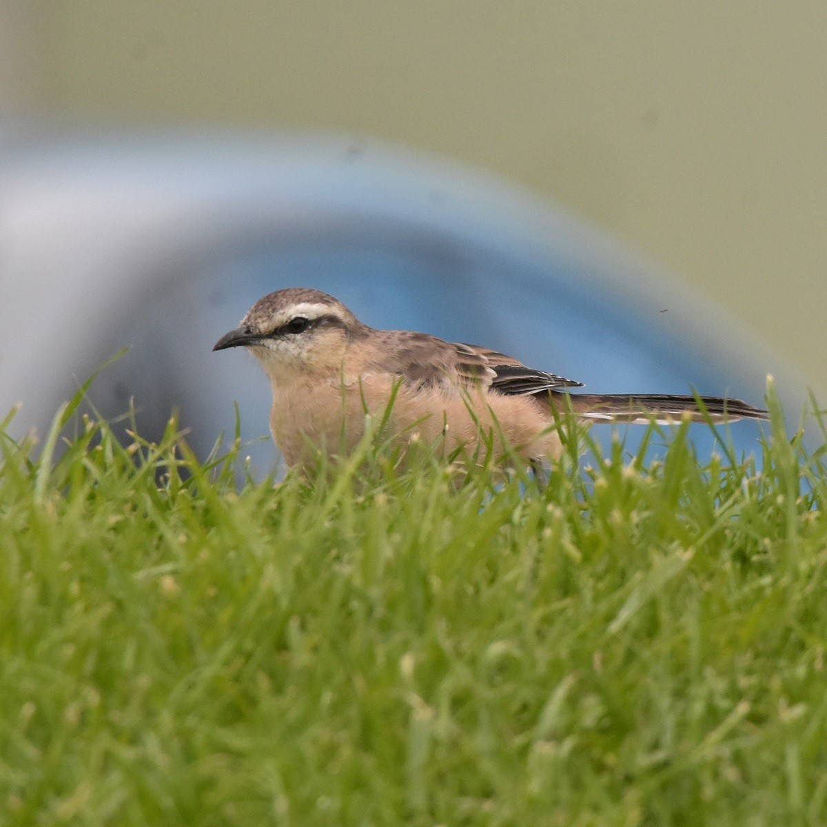 Chalk-browed Mockingbird - ML617135332