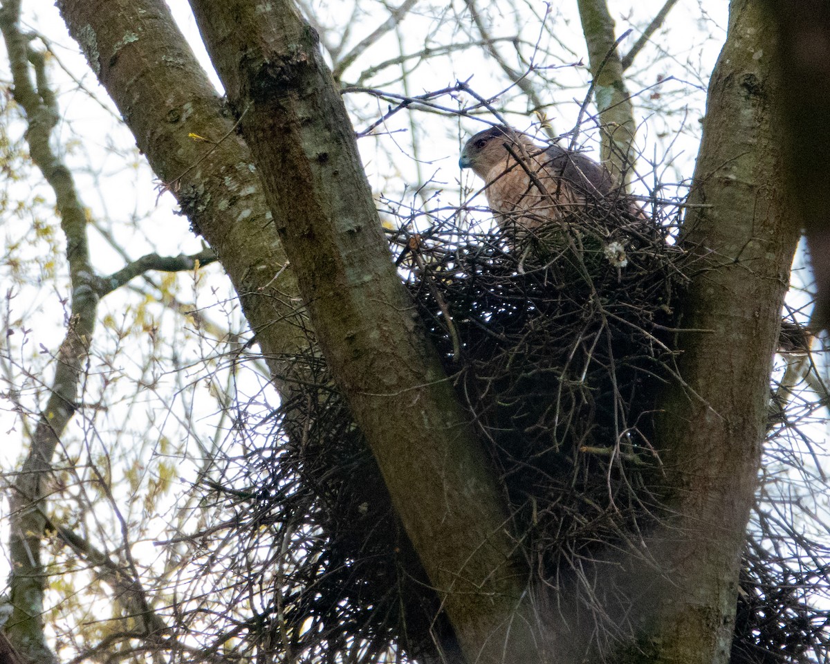 Cooper's Hawk - Dixie Sommers