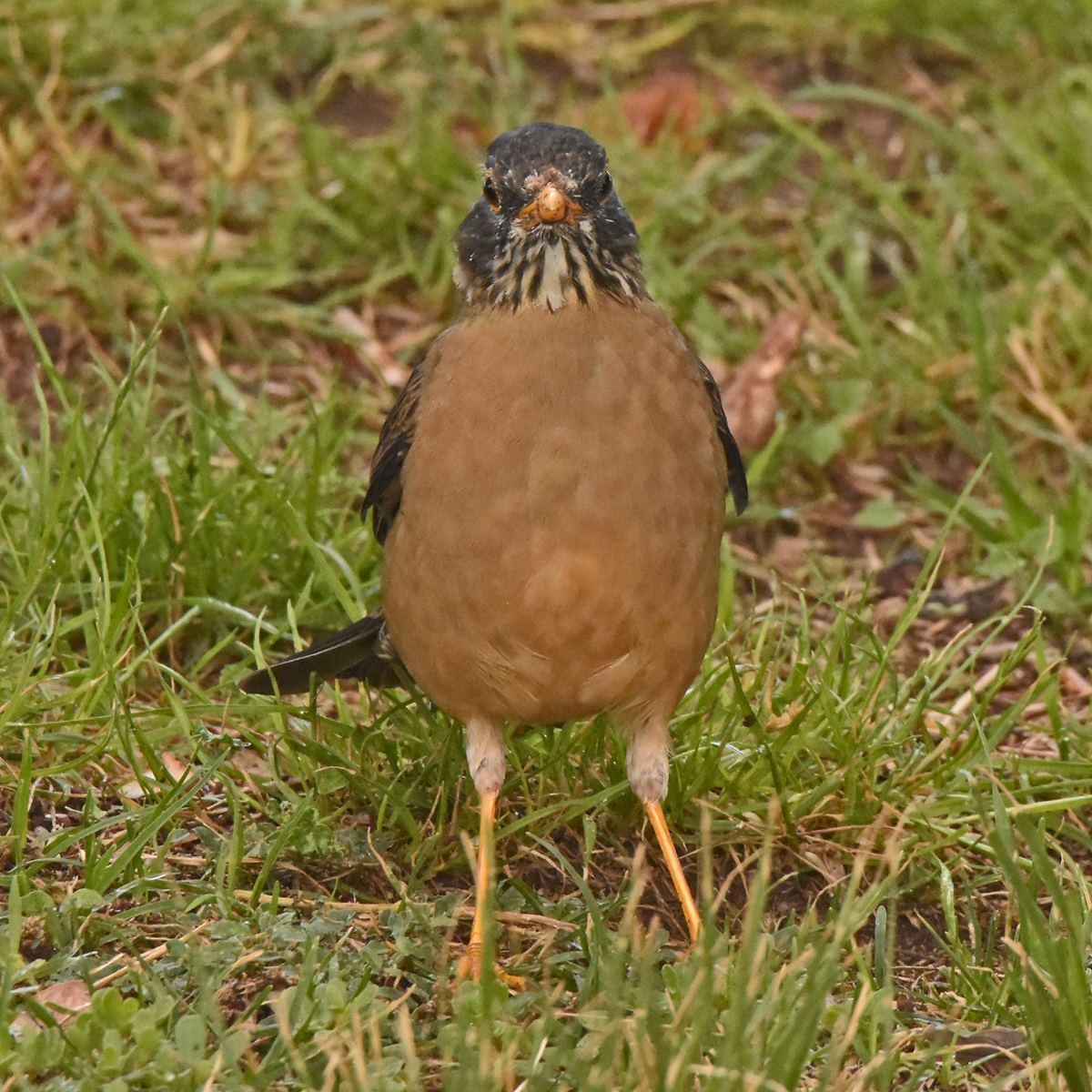 Zorzal Patagón - ML617135363