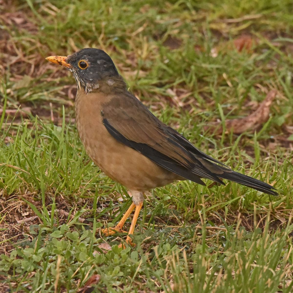 Zorzal Patagón - ML617135364