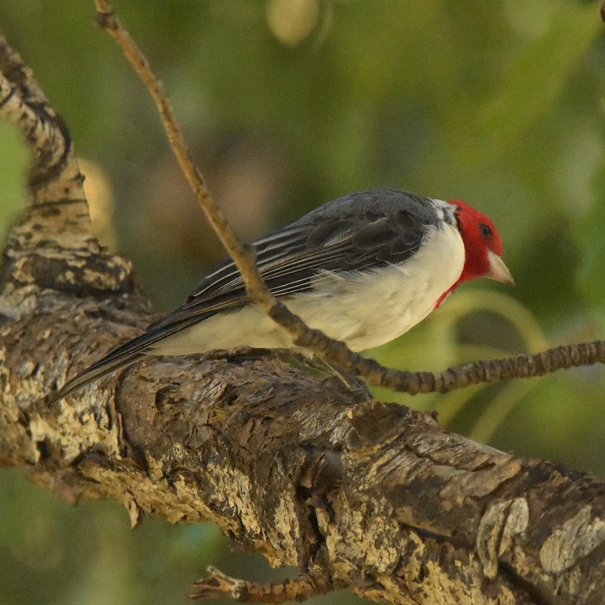 Red-crested Cardinal - ML617135381