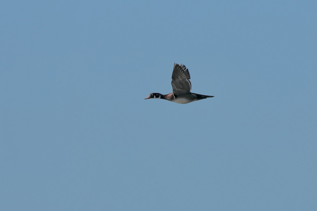 Wood Duck - ML617135387