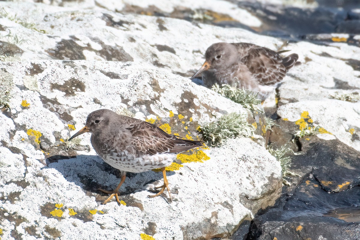 Purple Sandpiper - ML617135396