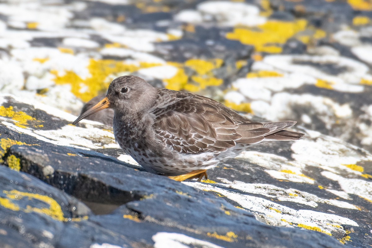 Purple Sandpiper - ML617135398