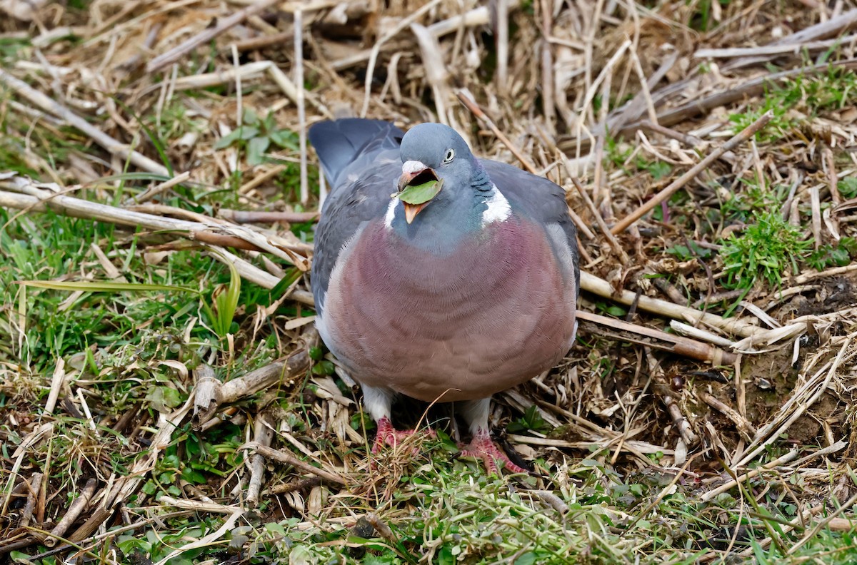 Common Wood-Pigeon - Martin Hosier