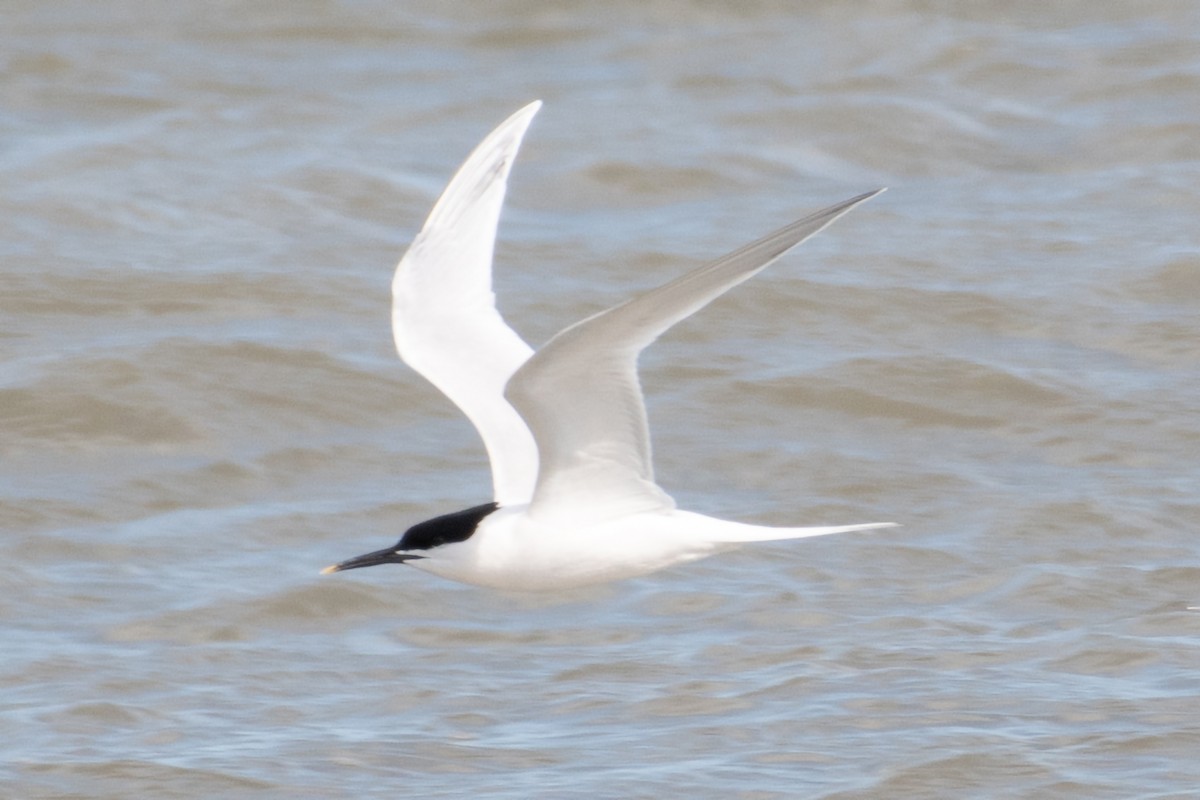 Sandwich Tern - ML617135414