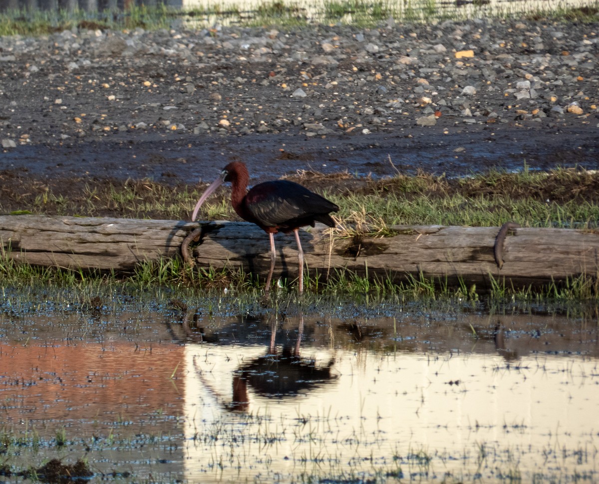 ibis hnědý - ML617135438