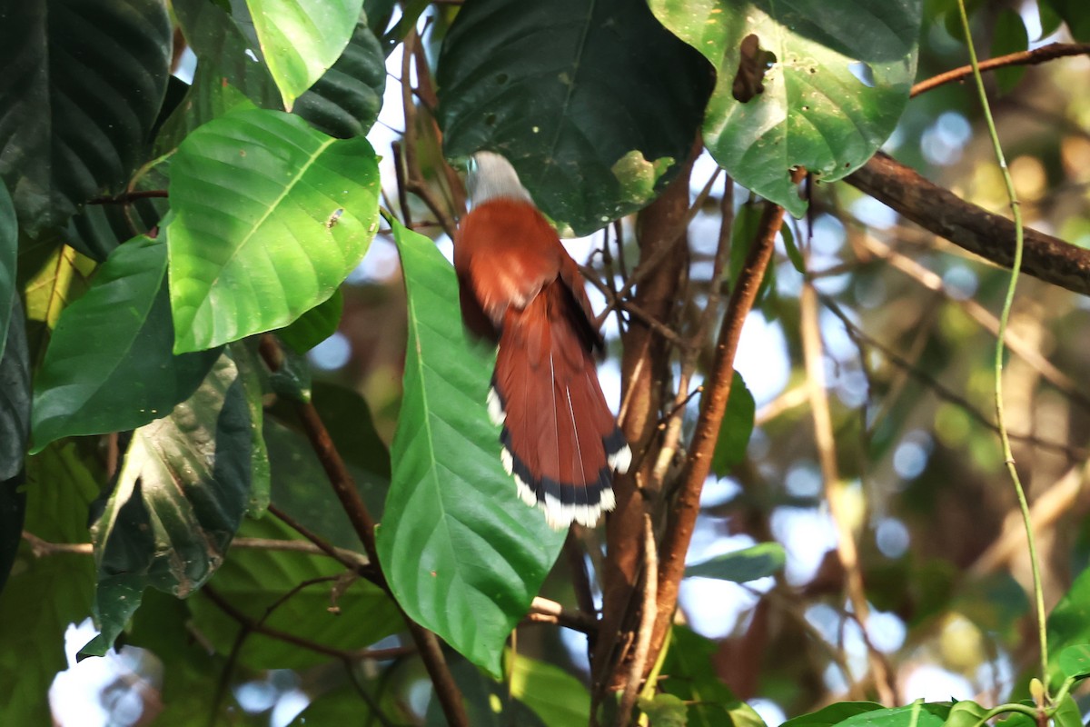 Raffles's Malkoha - ML617135457