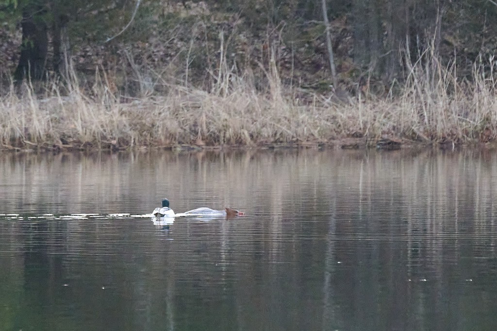 Common Merganser - ML617135458