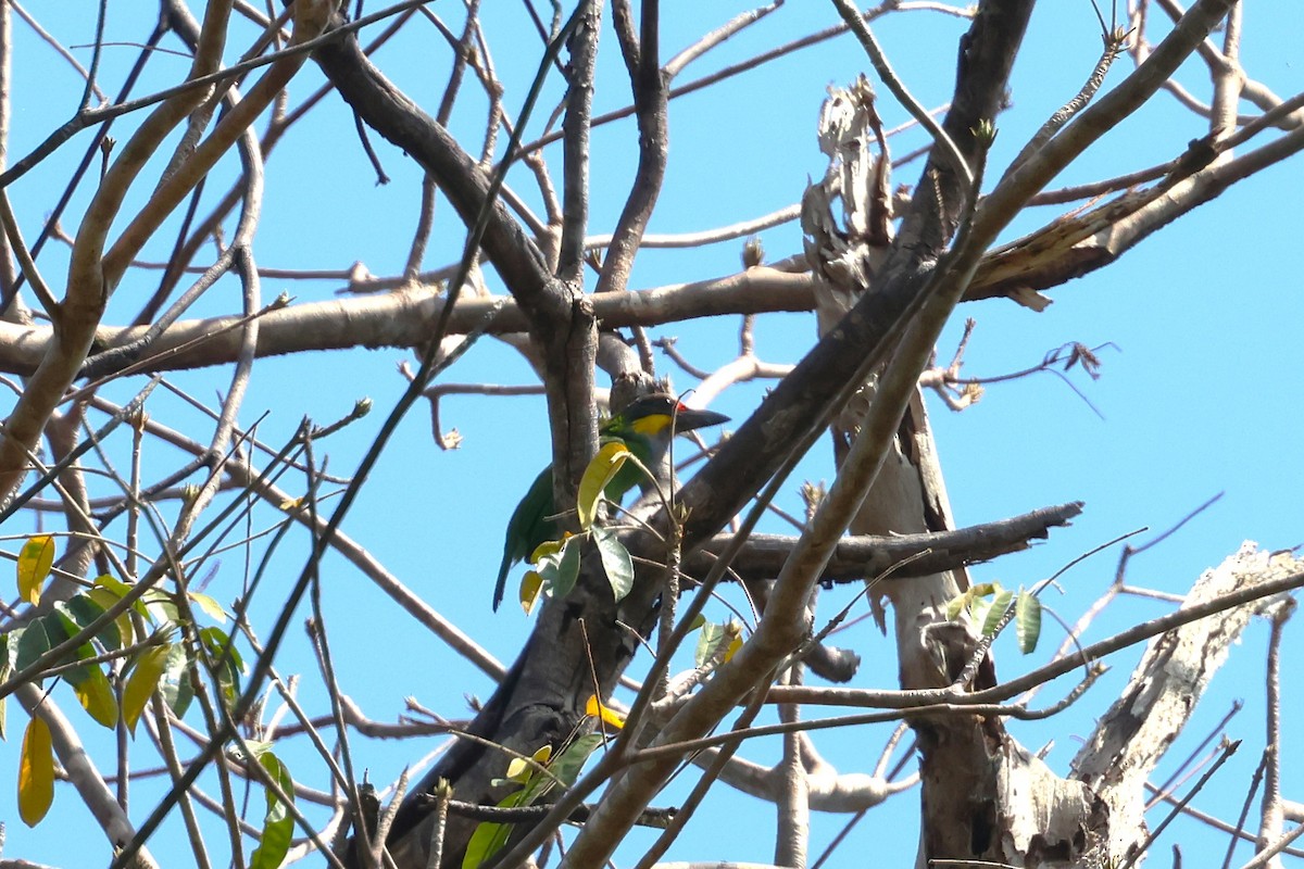 barbet zlatovousý (ssp. chrysopogon/laetus) - ML617135499