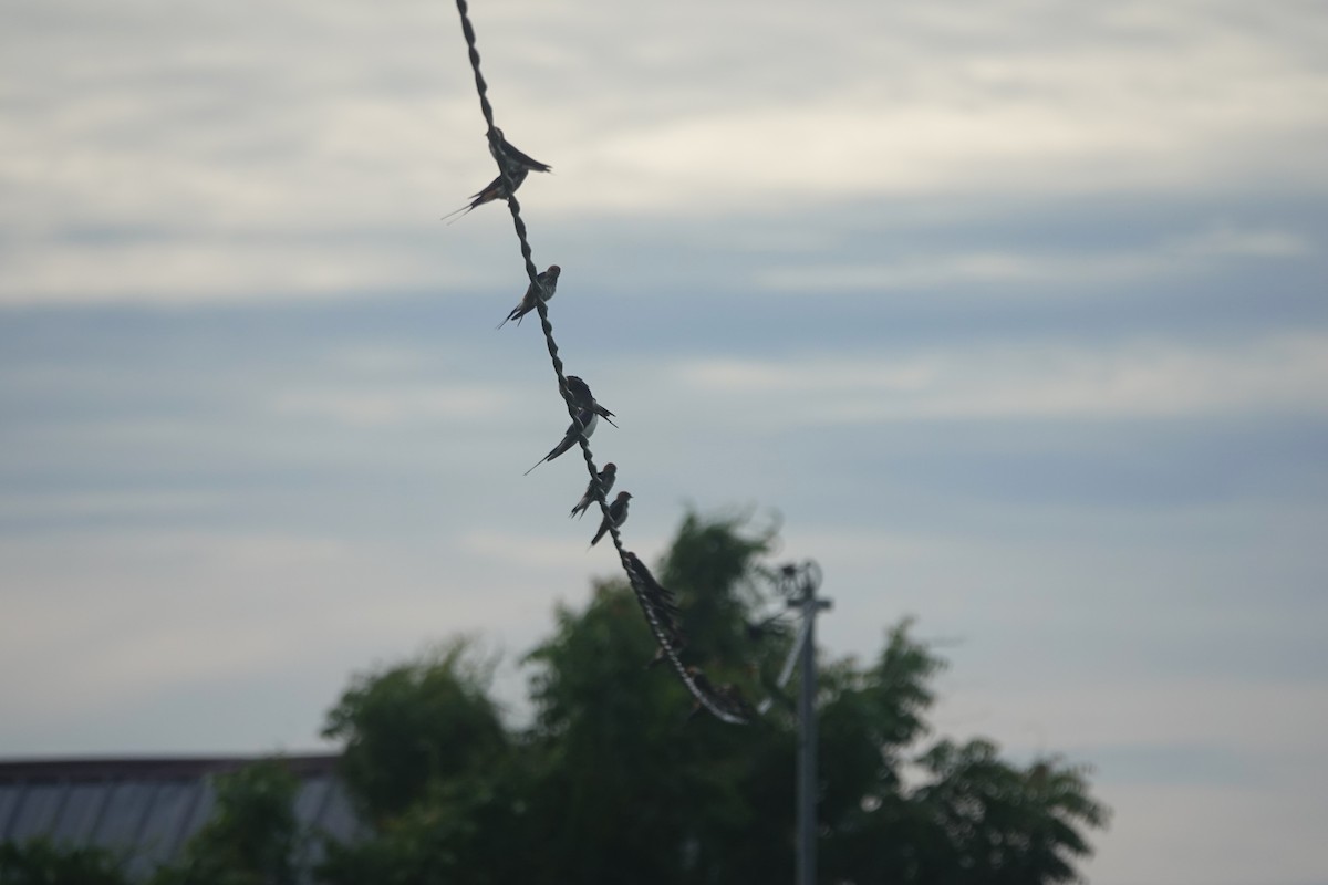 Lesser Striped Swallow - ML617135524