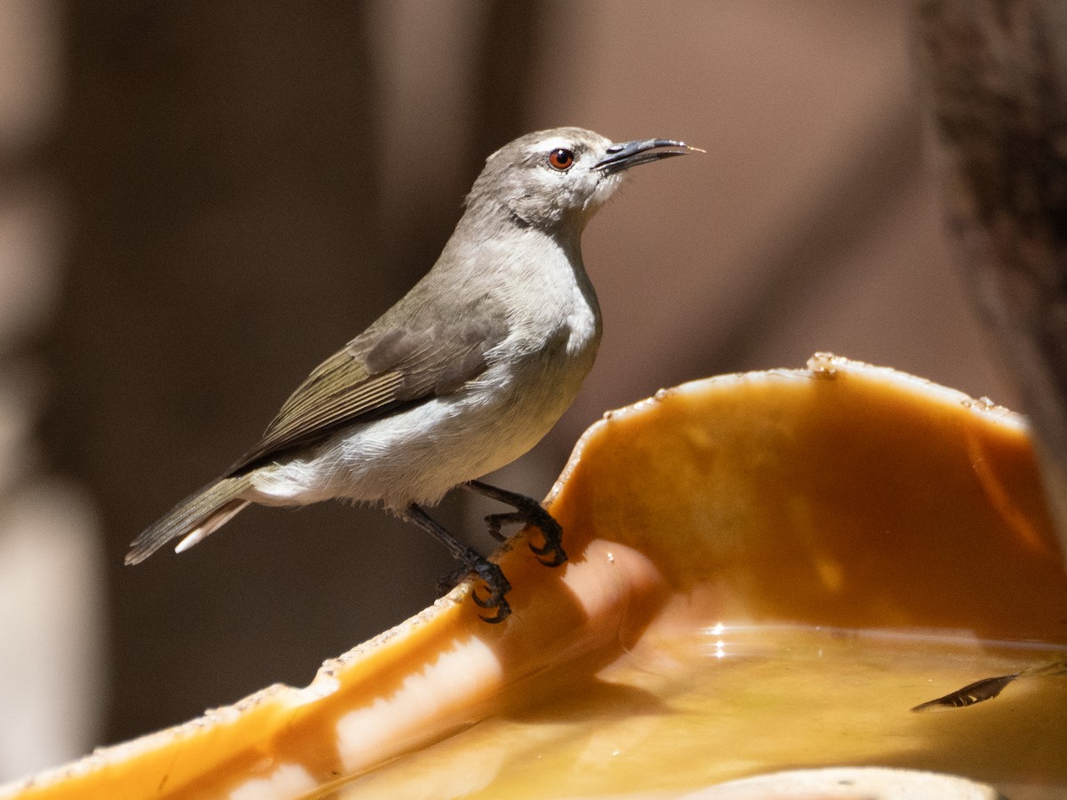 Mouse-brown Sunbird - ML617135526