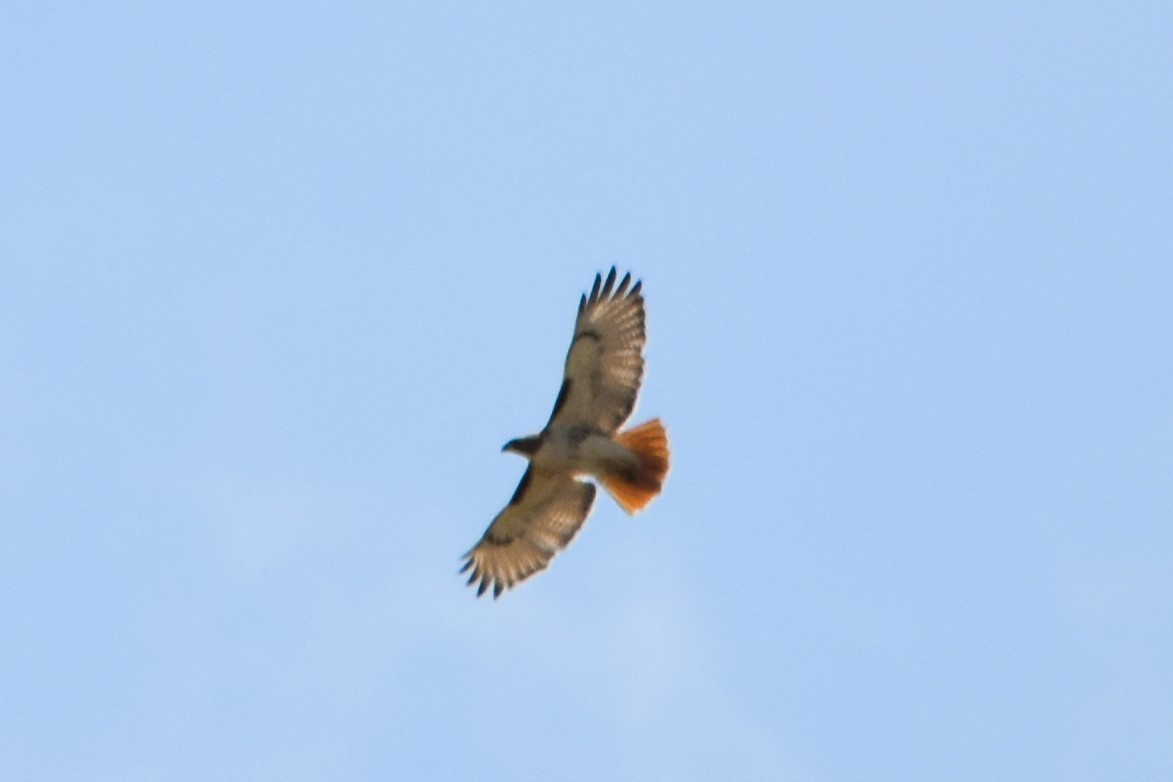 Red-tailed Hawk (borealis) - ML617135541