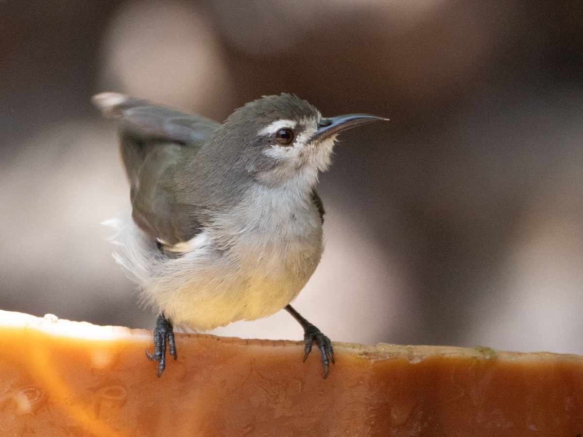 Mouse-brown Sunbird - ML617135561