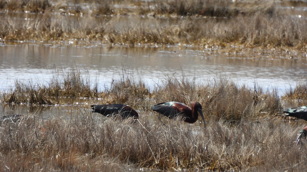 Glossy Ibis - Carol & Gary Lemmon