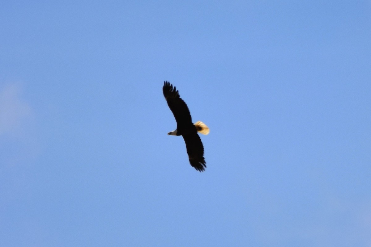 Weißkopf-Seeadler - ML617135636