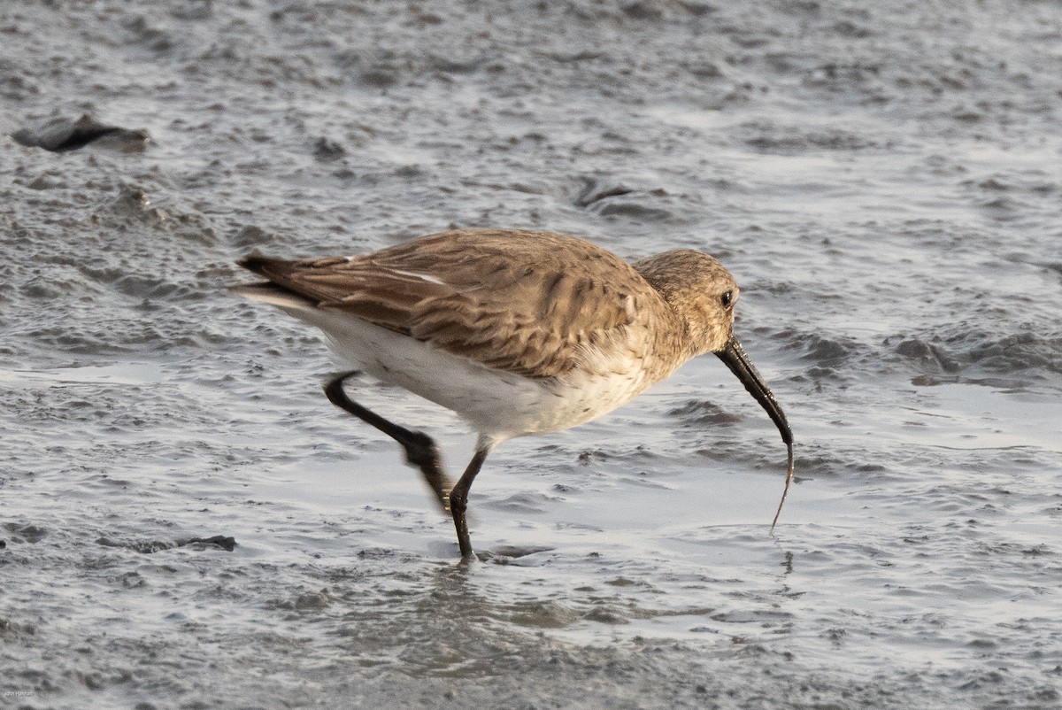 Alpenstrandläufer - ML617135774