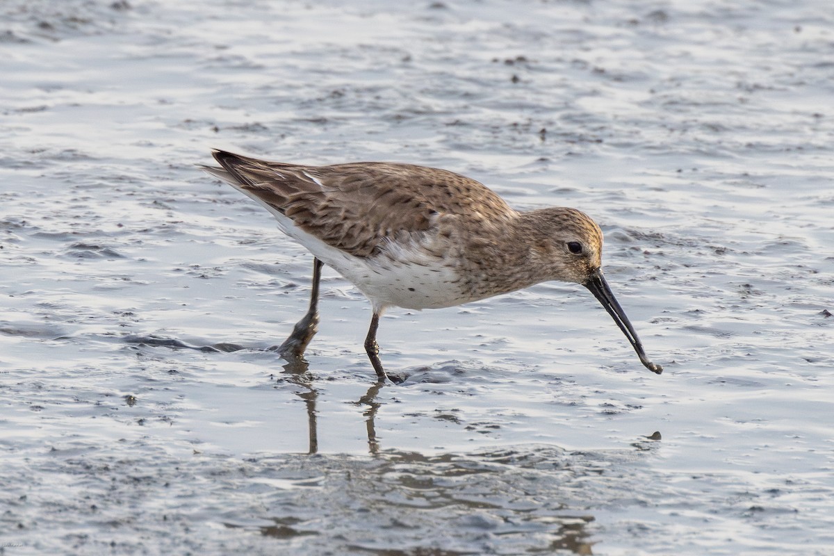 Alpenstrandläufer - ML617135776