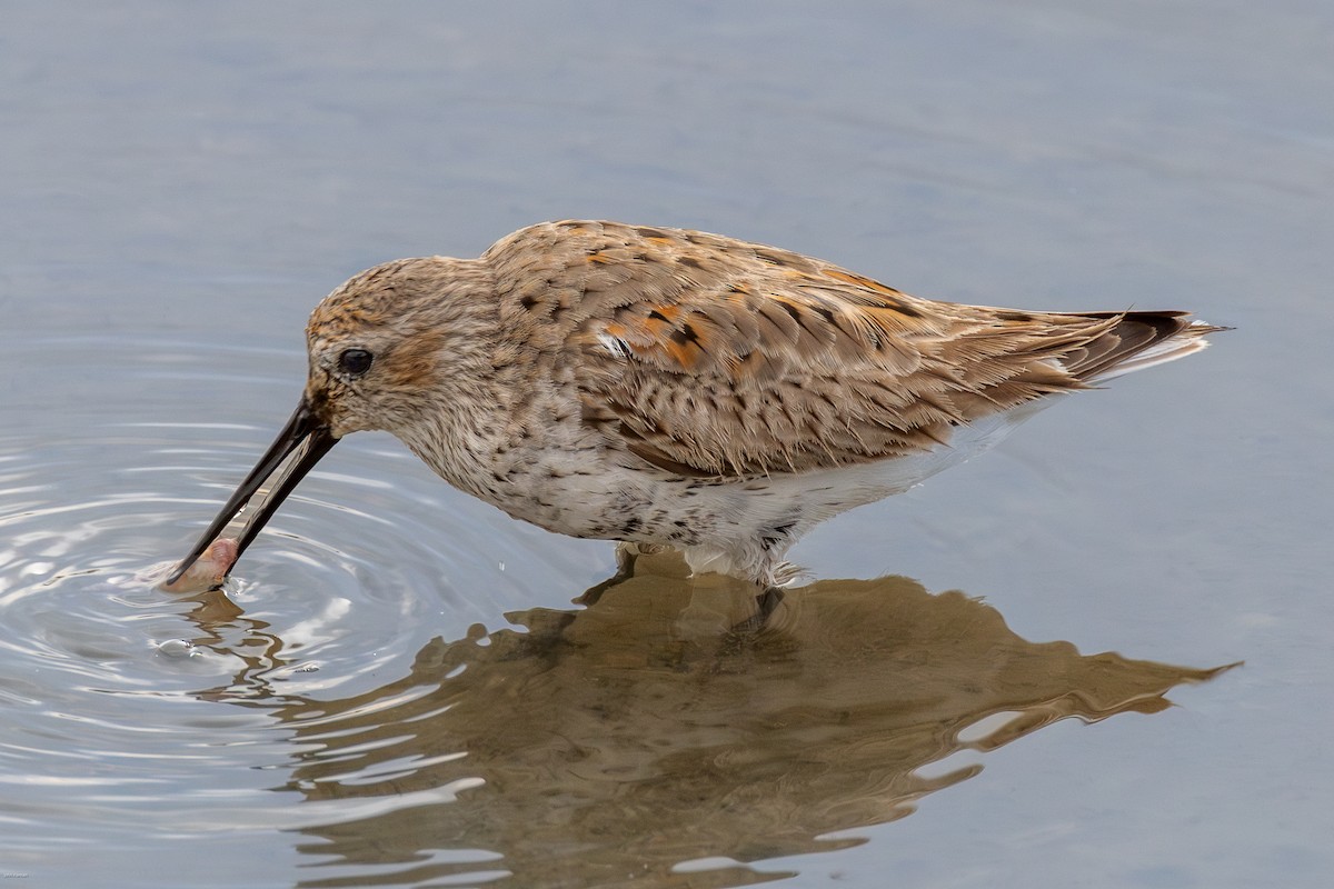 Dunlin - ML617135782