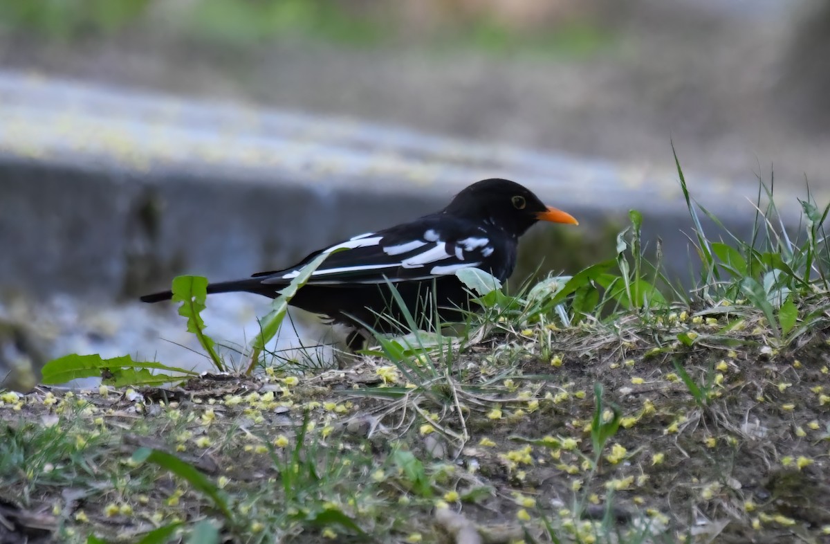 Хар хөөндэй - ML617135803