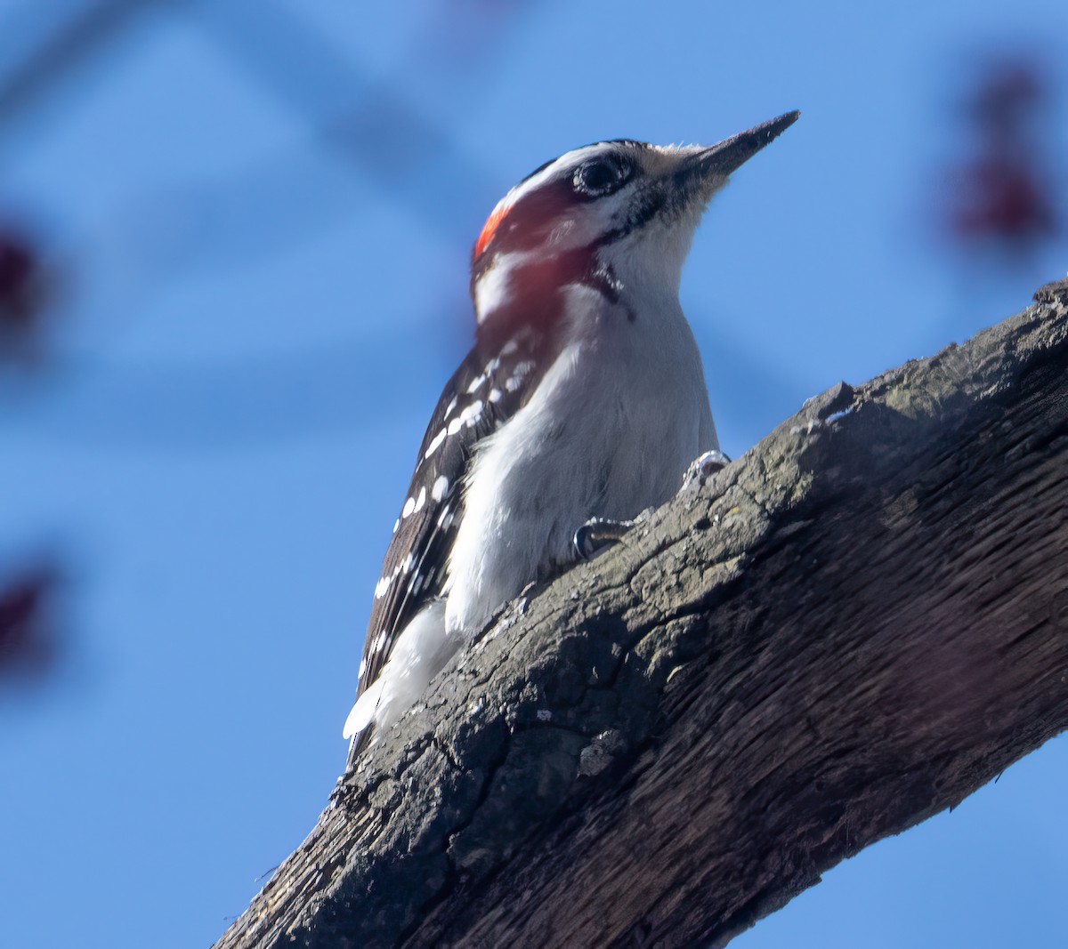 Hairy Woodpecker - ML617135825
