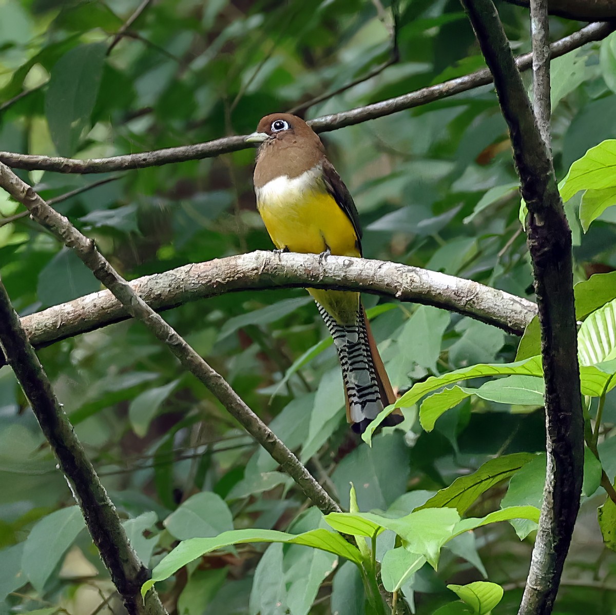 Northern Black-throated Trogon - ML617135827