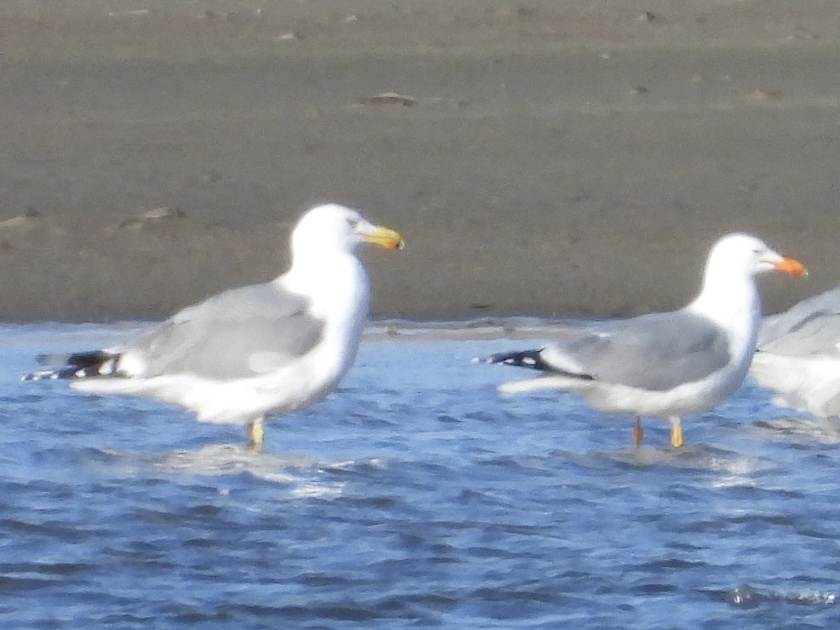 American Herring x California Gull (hybrid) - ML617135851