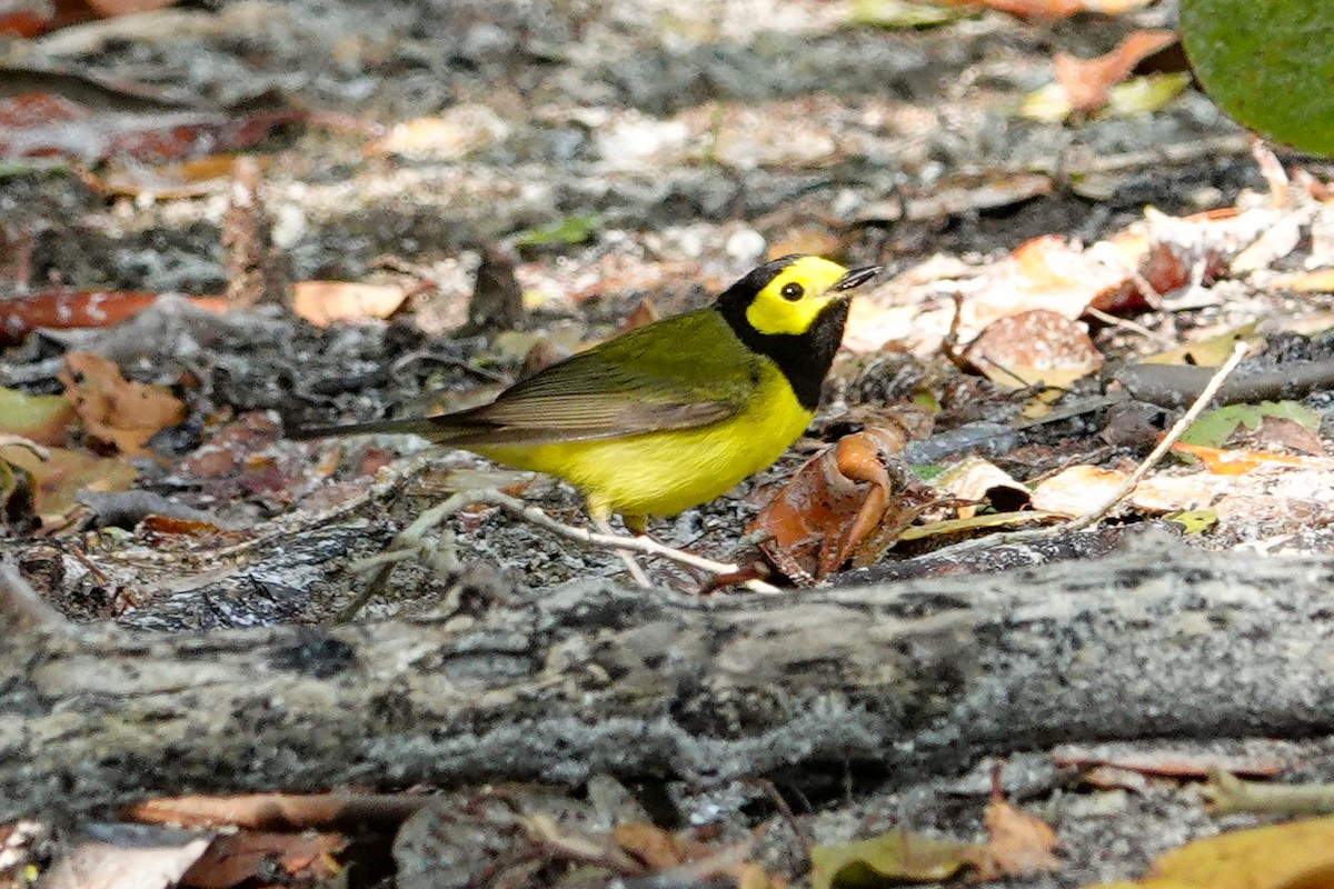 Hooded Warbler - ML617135862