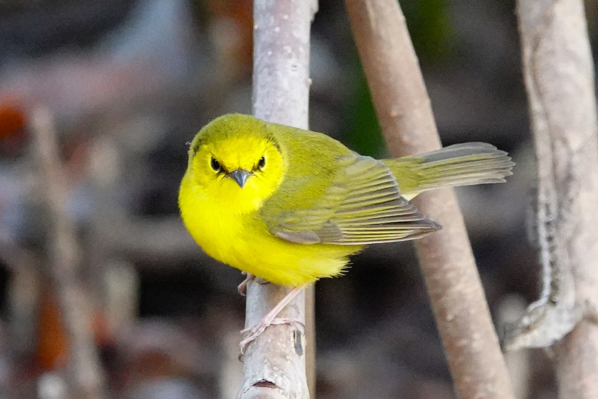 Hooded Warbler - ML617135863