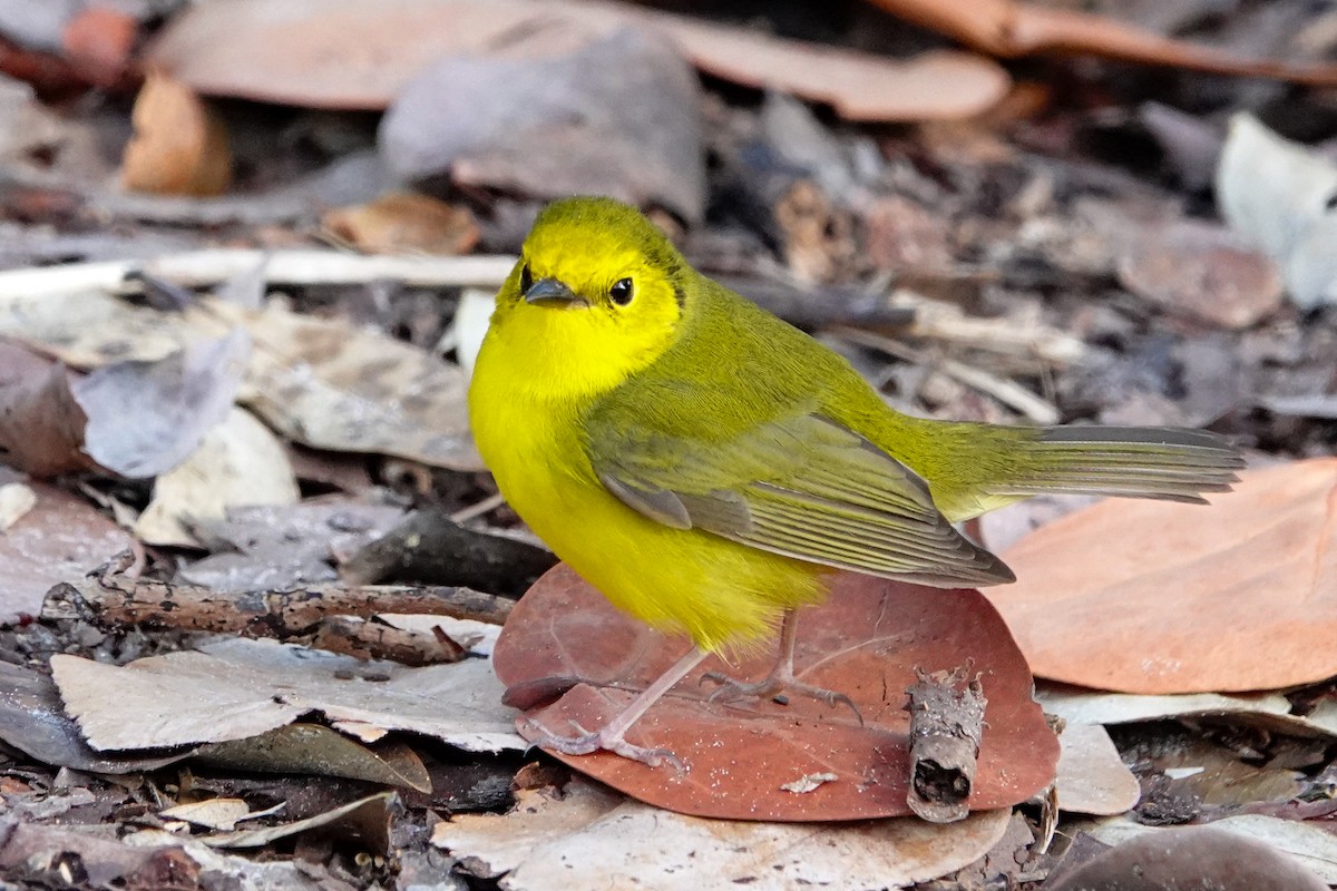 Hooded Warbler - ML617135865