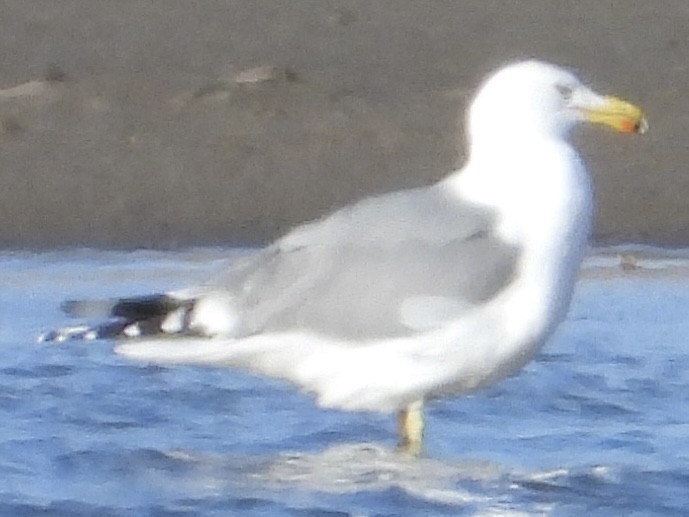 American Herring x California Gull (hybrid) - ML617135880