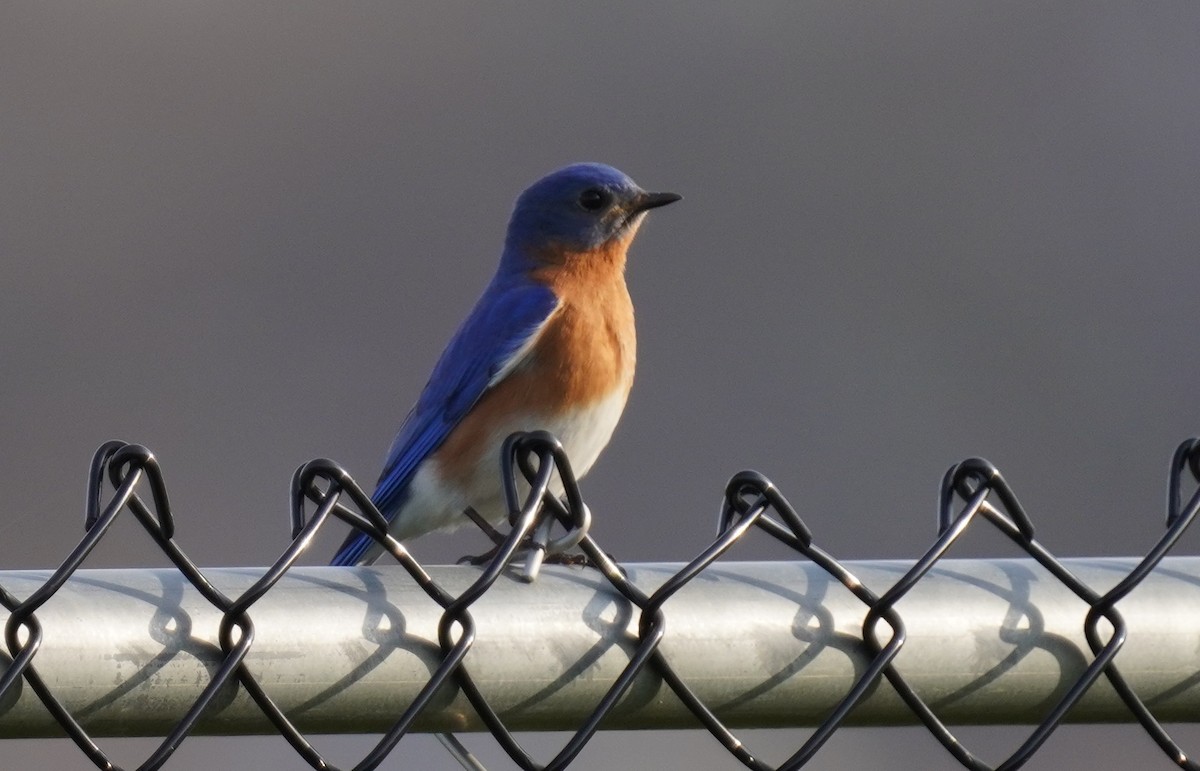 Eastern Bluebird - Dennis Mersky