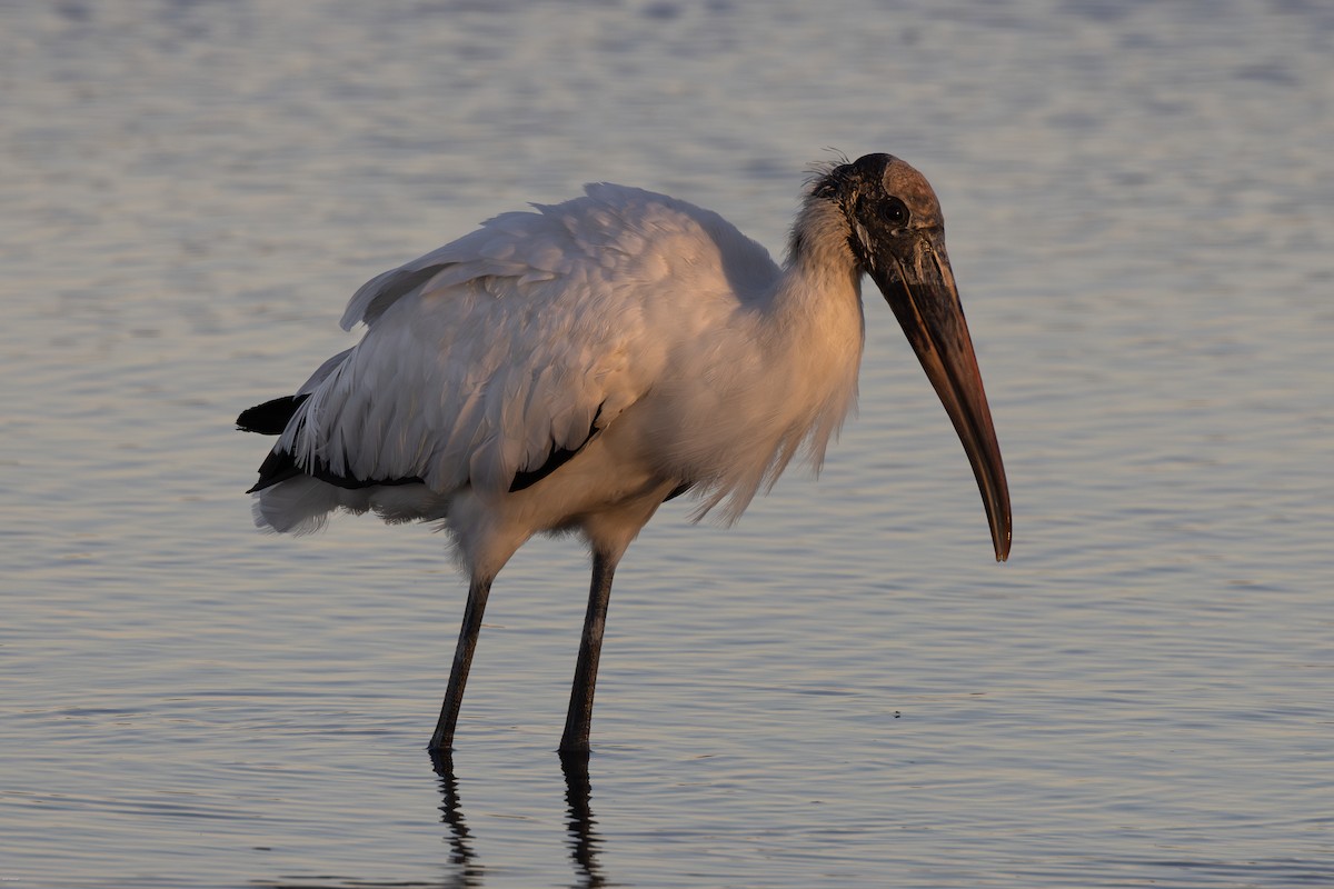 Wood Stork - ML617135905