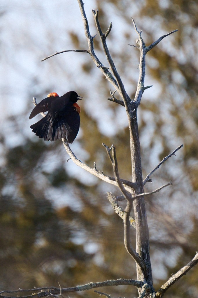 Red-winged Blackbird - ML617135920