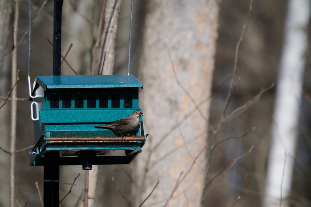 Brown-headed Cowbird - Glenn Henshaw