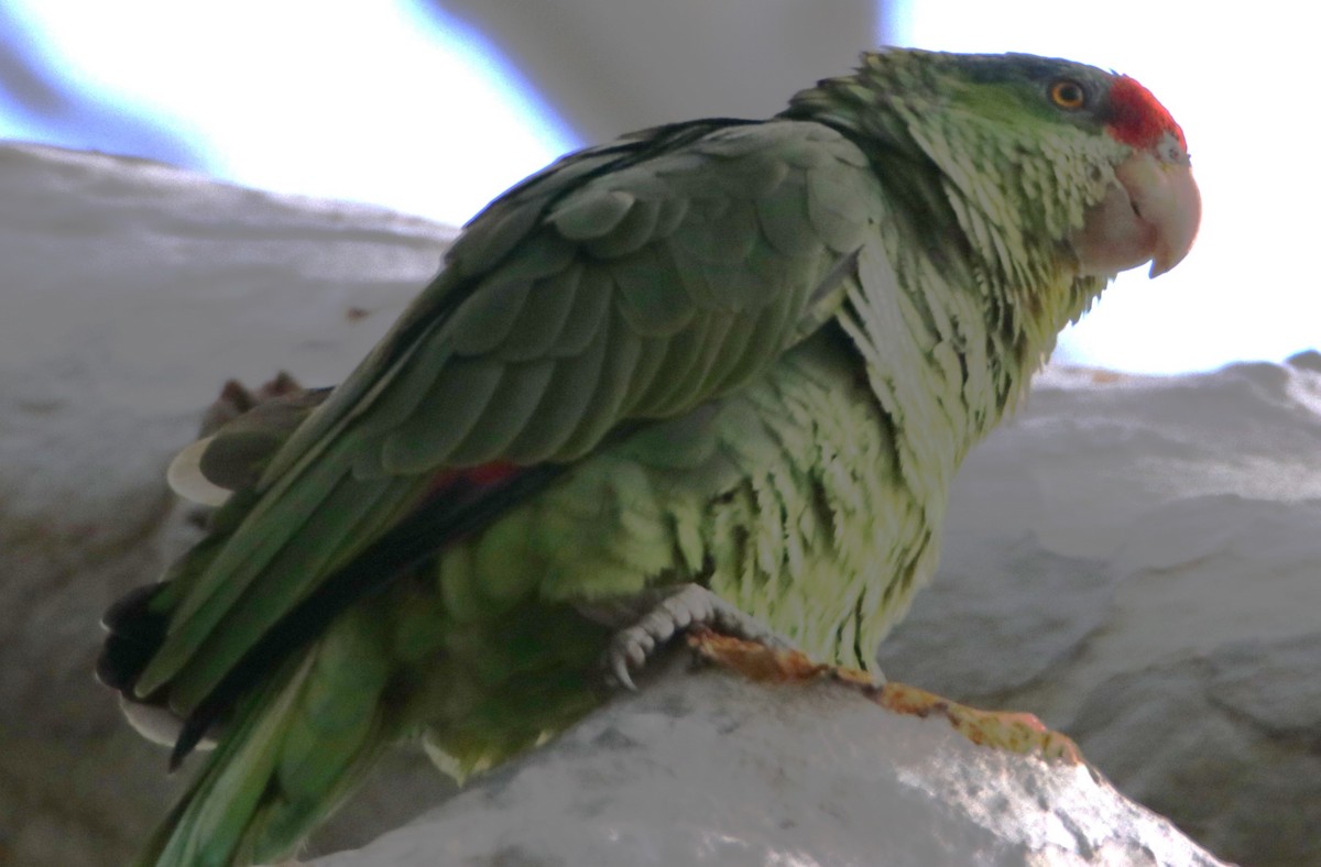 Lilac-crowned Parrot - Barry Spolter