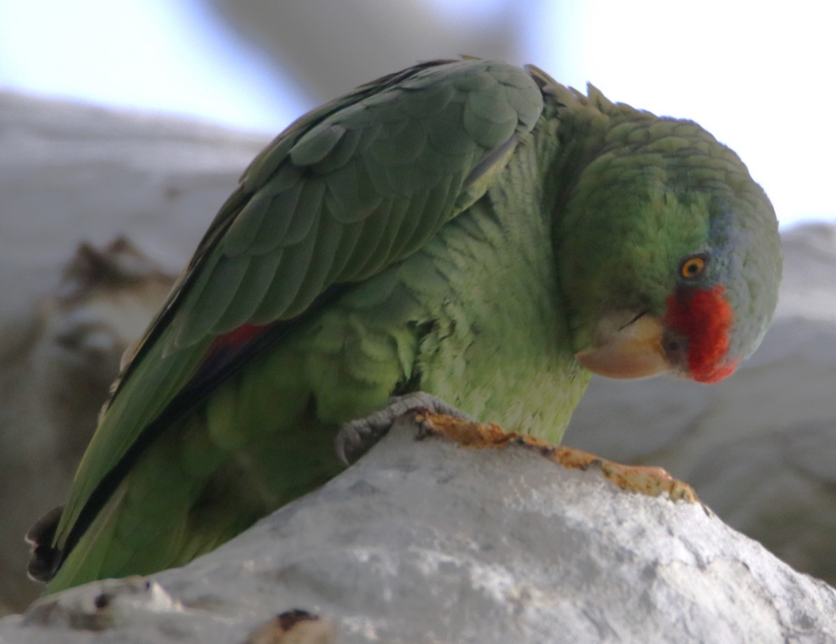 Lilac-crowned Parrot - Barry Spolter