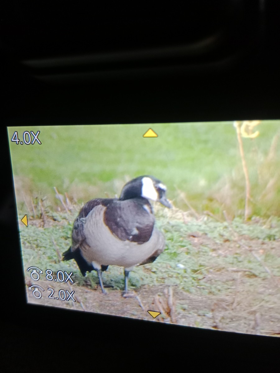 Barnacle x Canada Goose (hybrid) - ML617135955