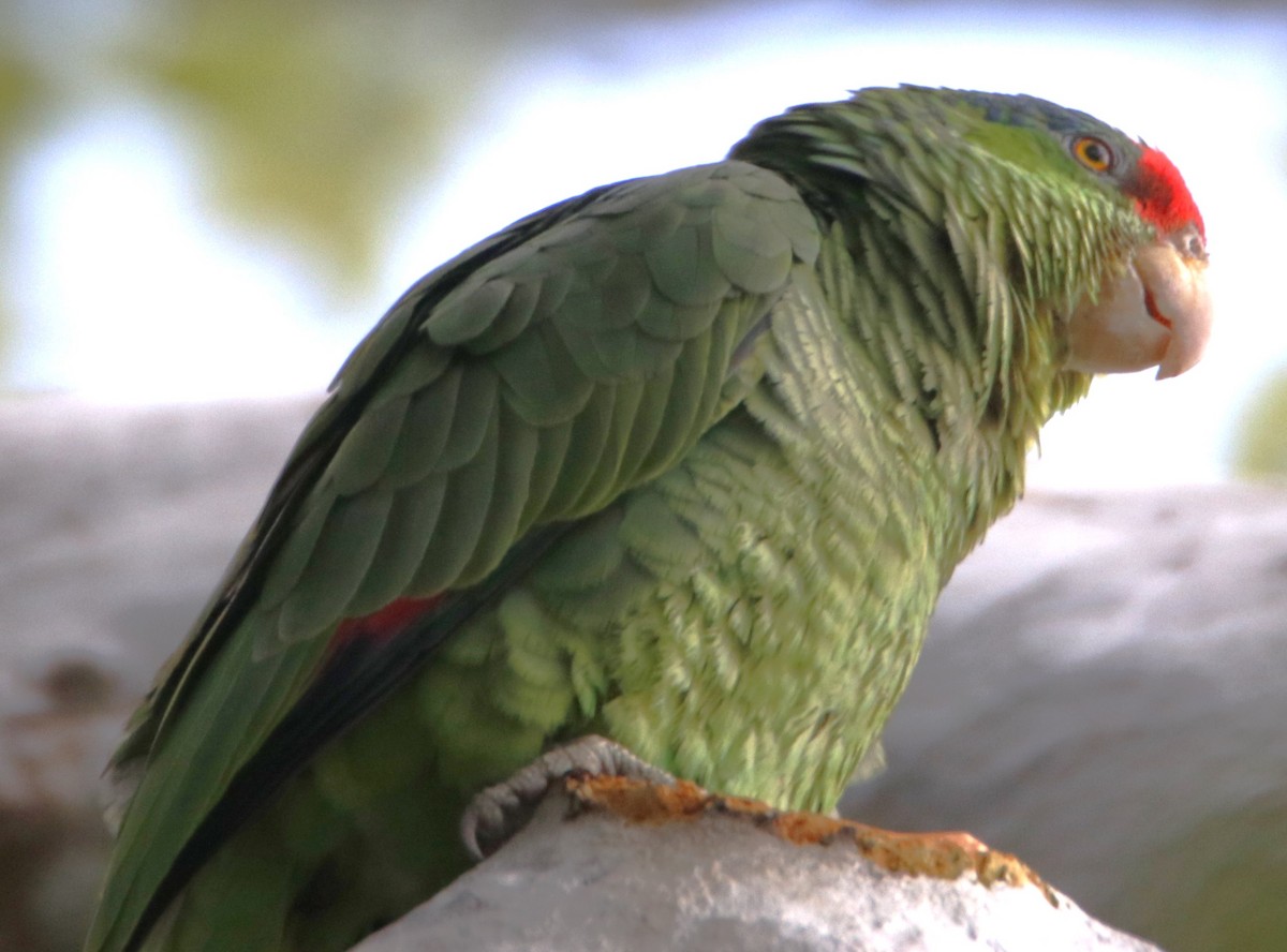 Lilac-crowned Parrot - Barry Spolter