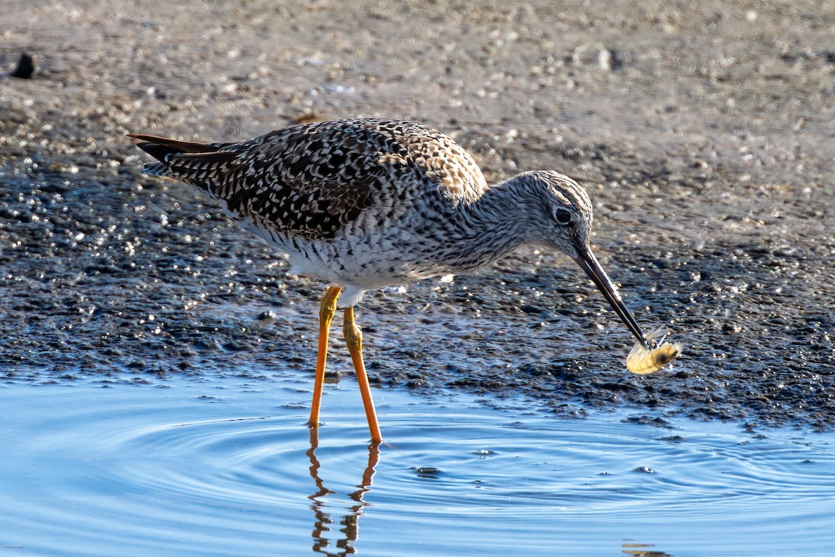 Lesser Yellowlegs - John Hannan