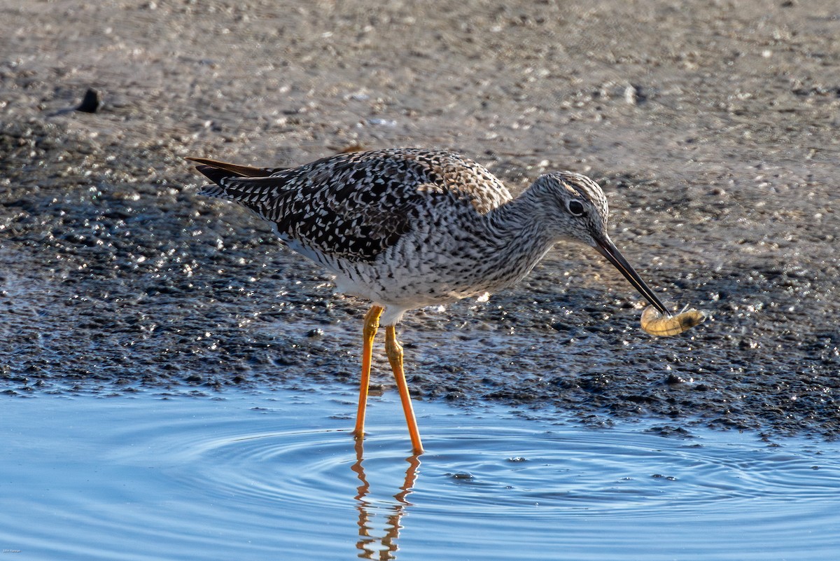 Lesser Yellowlegs - John Hannan