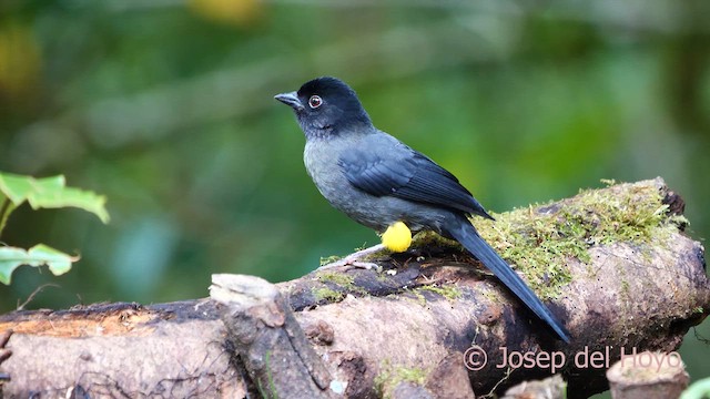 Yellow-thighed Brushfinch - ML617135996