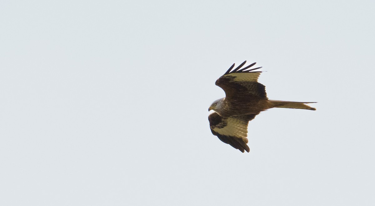 Red Kite - Patrick Mariot