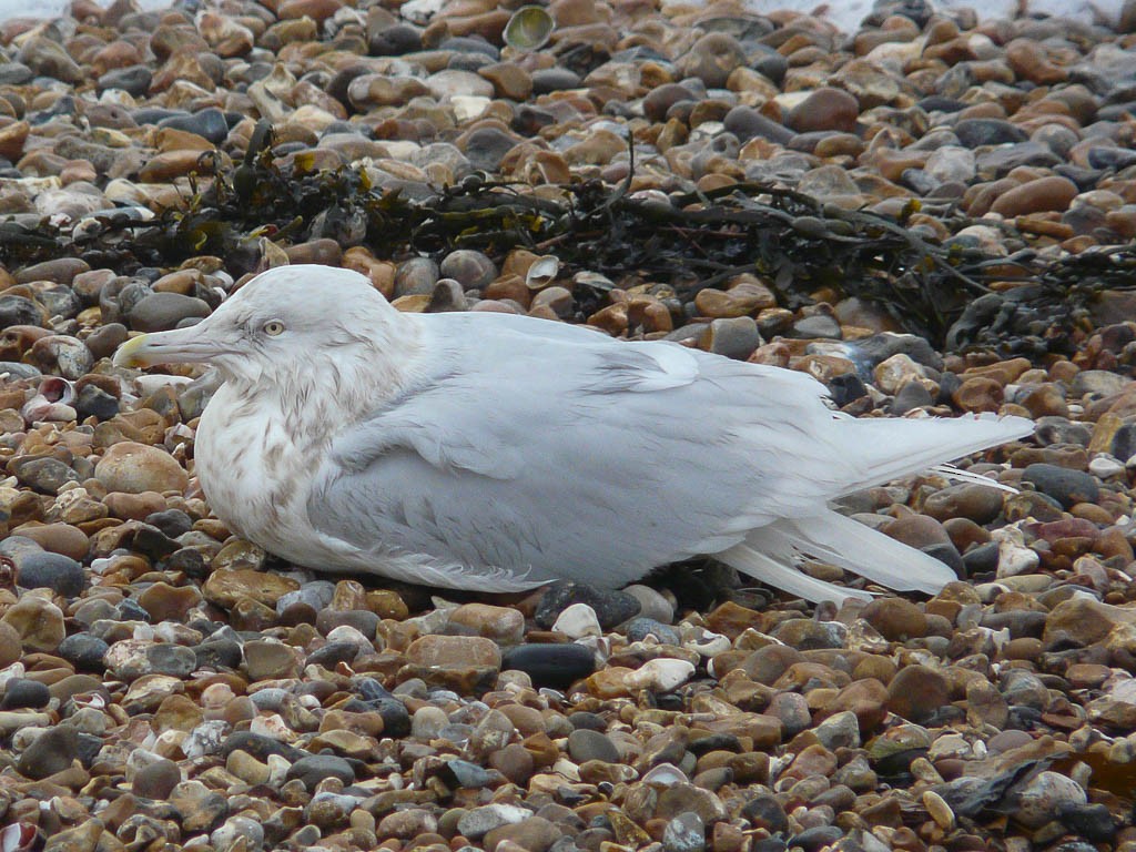 Glaucous Gull - ML617136013