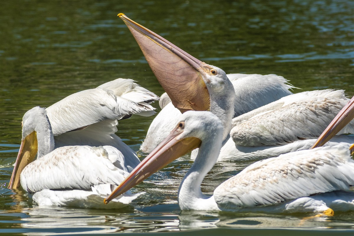 pelikán severoamerický - ML617136044