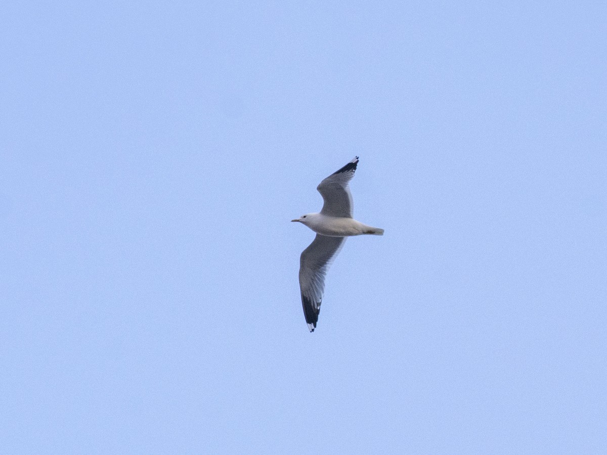 Common Gull (Russian) - ML617136063