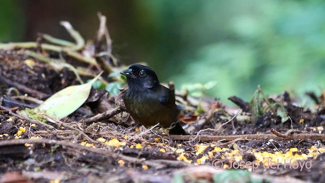 Yellow-thighed Brushfinch - ML617136167