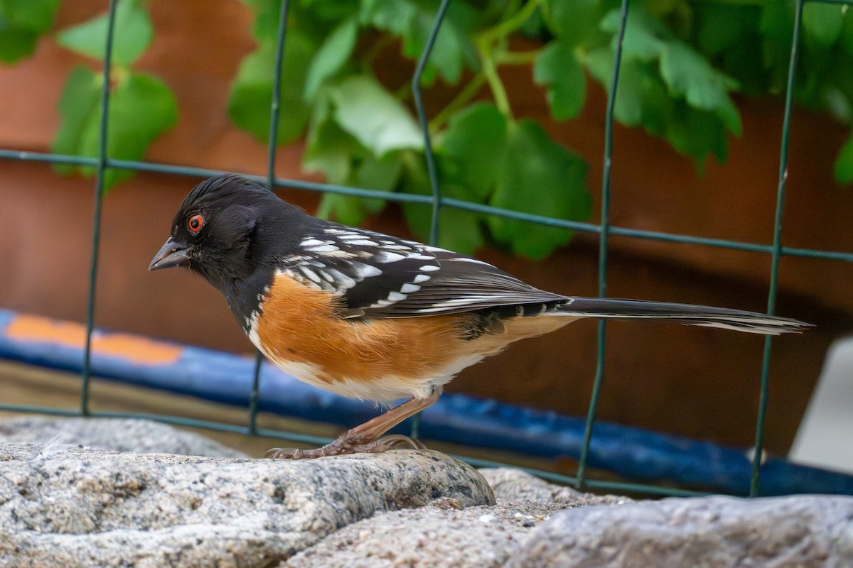 Spotted Towhee - ML617136186