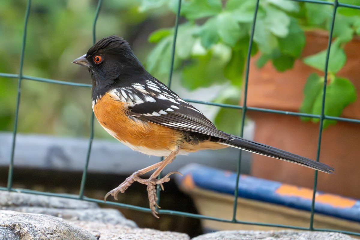 Spotted Towhee - ML617136187