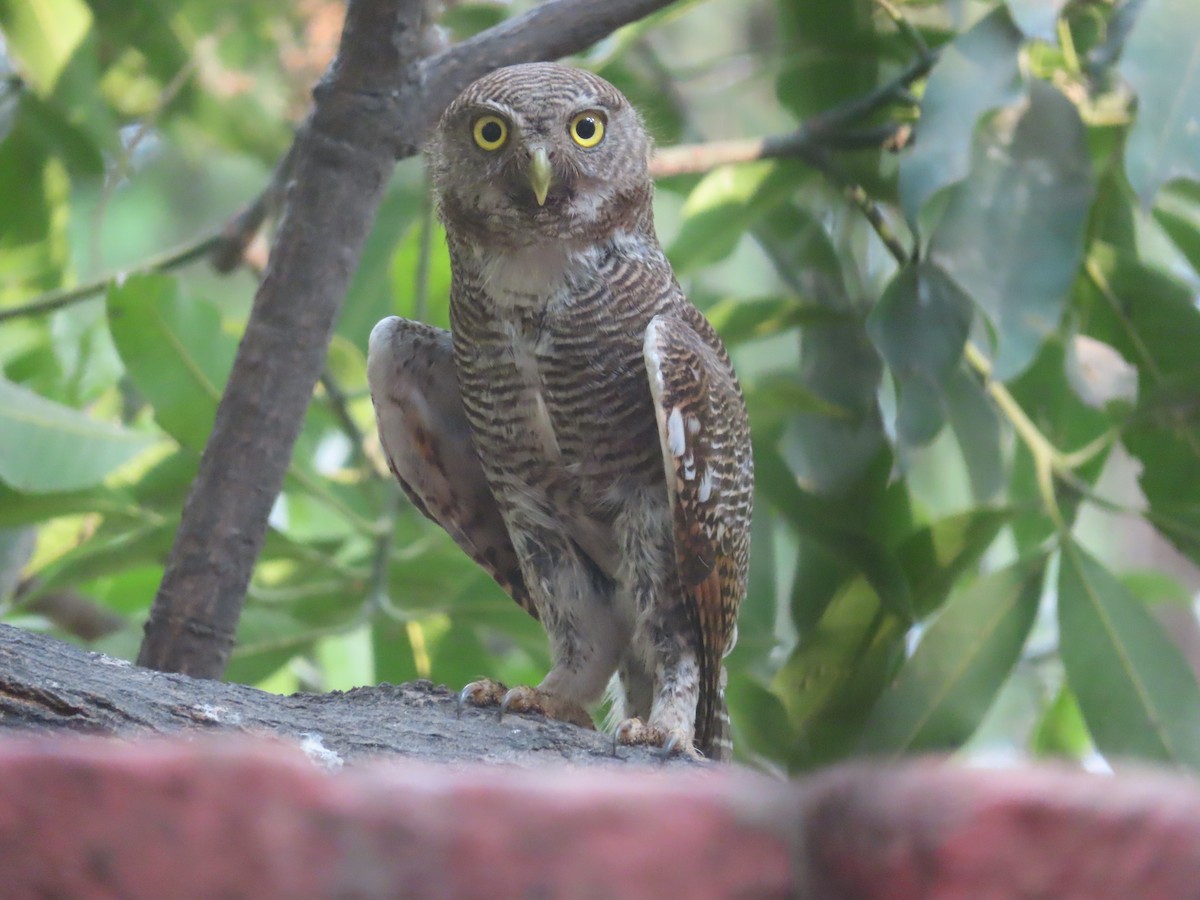 Jungle Owlet - Gargi Dalawat